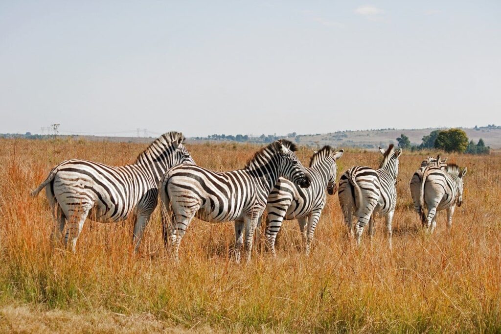 Viaggio di gruppo in Sudafrica