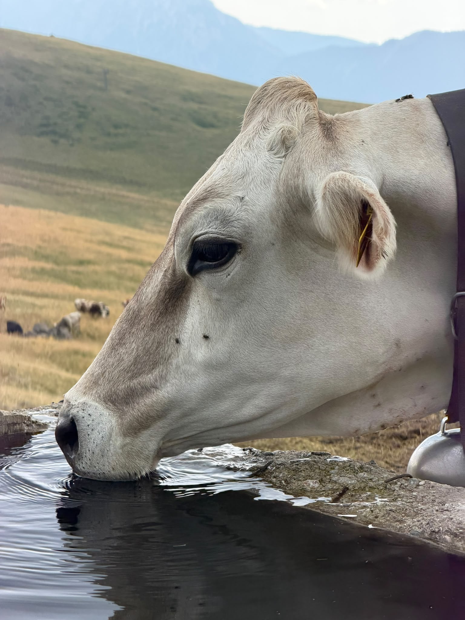 Mucche al pascolo negli alpeggi dei Piani dell'Avaro, in Val Brembana