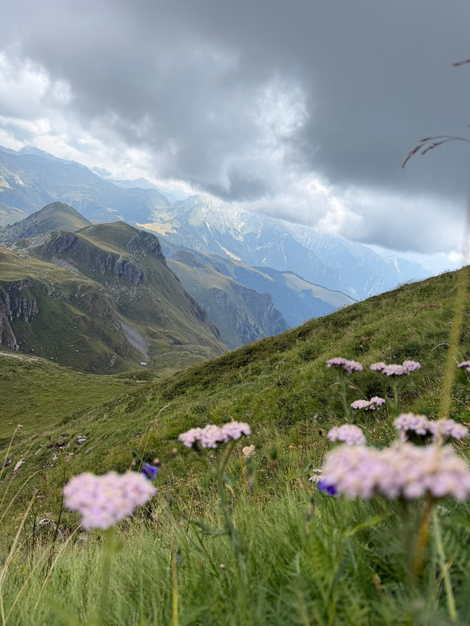 Fiori alpini e vista sulle Orobie lungo il sentiero per i Laghi di Ponteranica