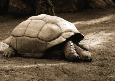 Una testuggine gigante delle Galapagos, la tartaruga terrestre più grande al mondo